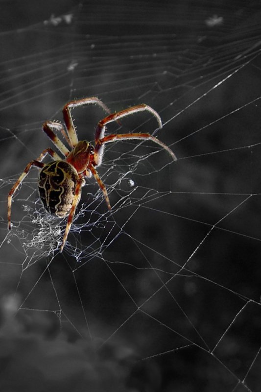 Паучок на паутине