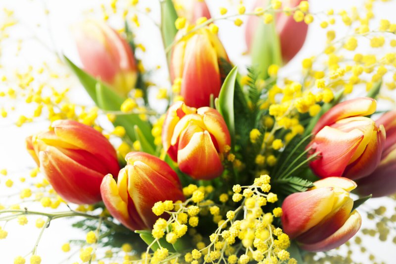 Красные тюльпаны с мимозой