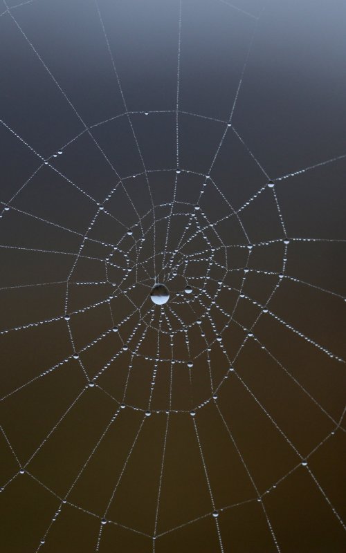 Паутина на заставку