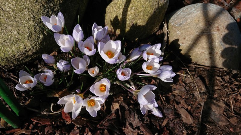 Пролески, подснежники, крокусы