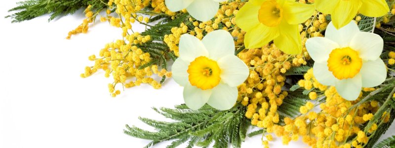 Мимоза и нарциссы