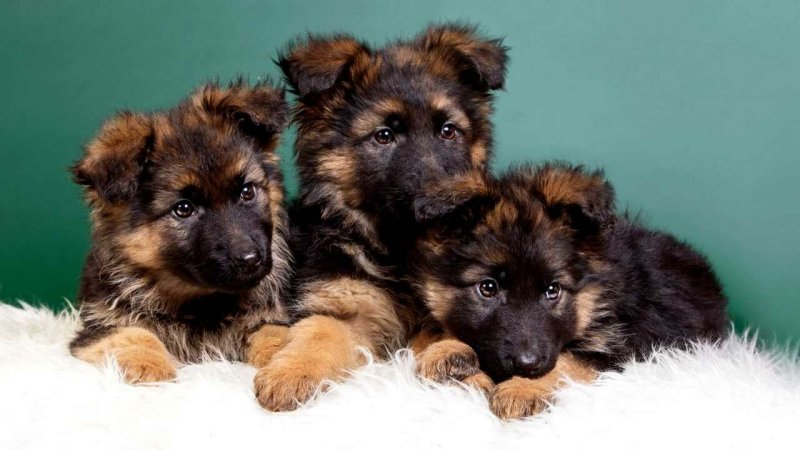 Собака немецкая овчарка