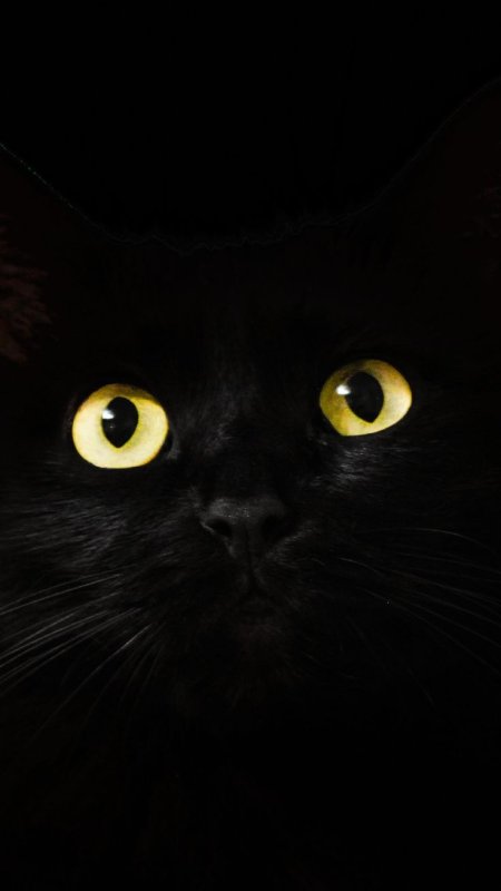 Черные коты