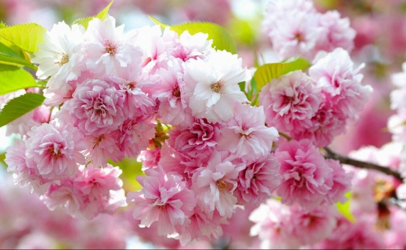 Красивые весенние цветы