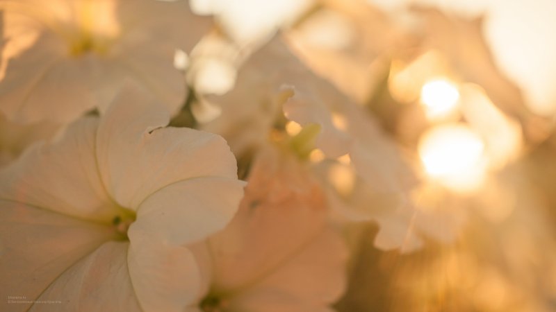 Цветы на бежевом фоне