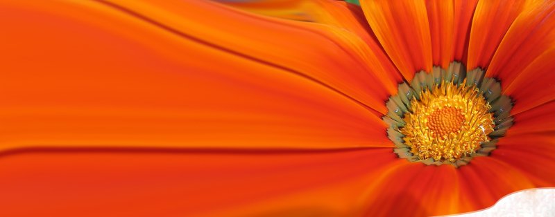 Оранжевые цветы