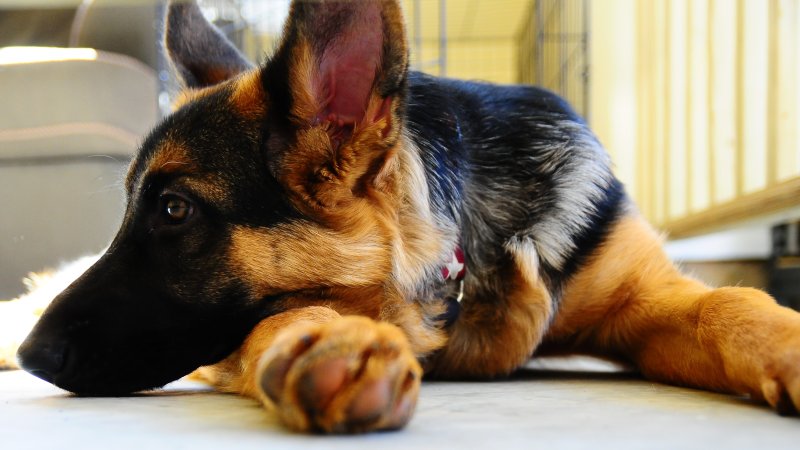 Картинки немецкой овчарки