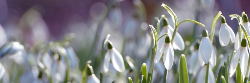Подснежник Галантус голубой
