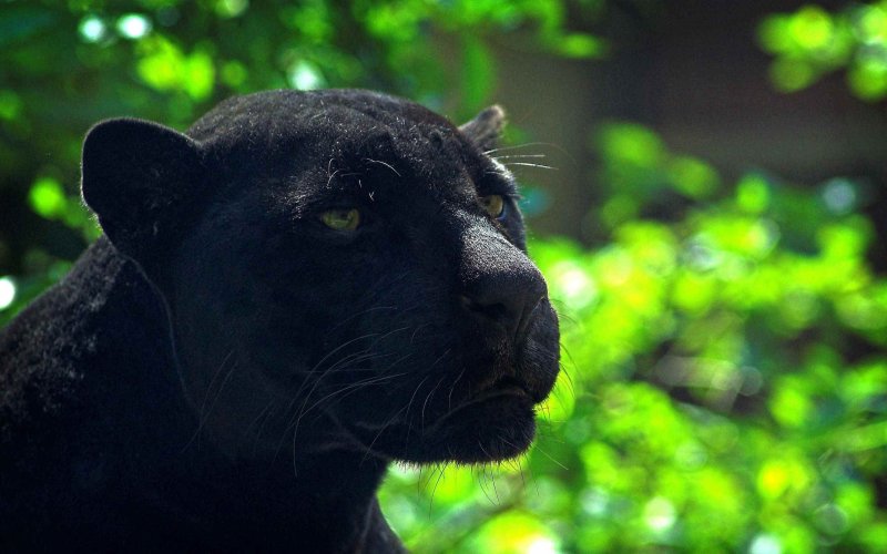 Черный Ягуар животное