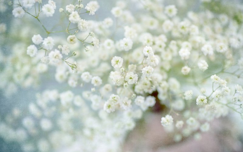 Гипсофила белая