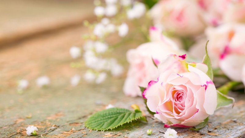 Нежные розы