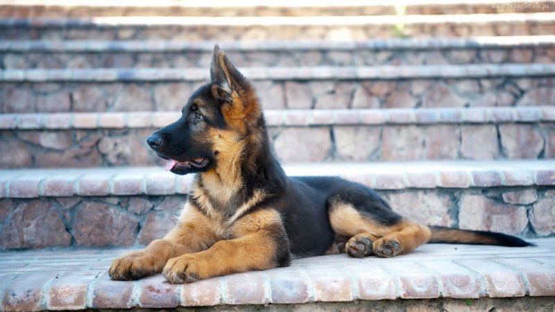 Немецкая овчарка короткошерстная