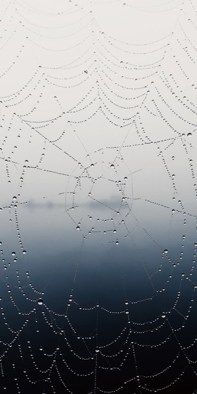 Паутина обои