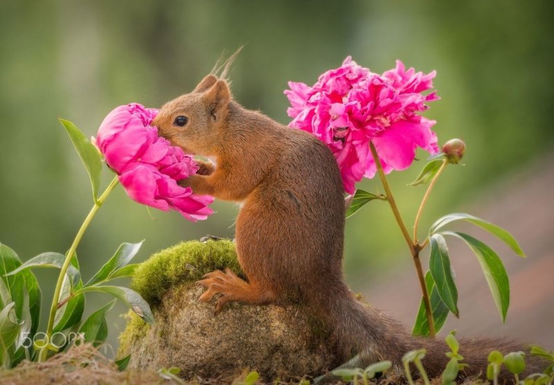 Красивая природа животные