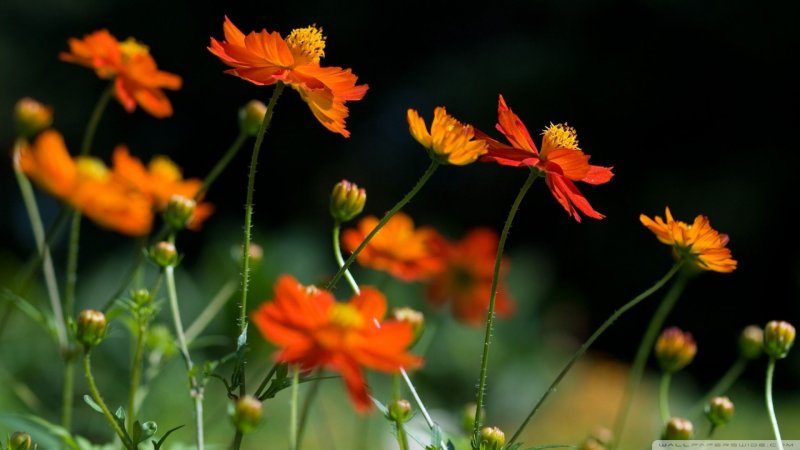 Оранжевый цвет