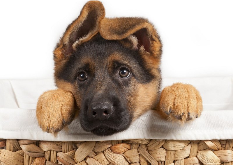 Немецкая овчарка вислоухая