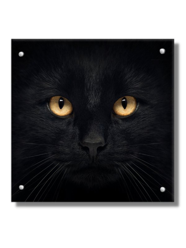 Черные коты