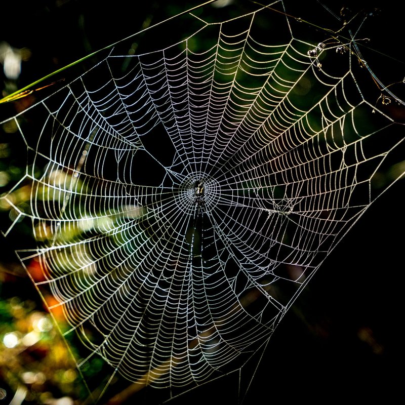 Цветок паутинка