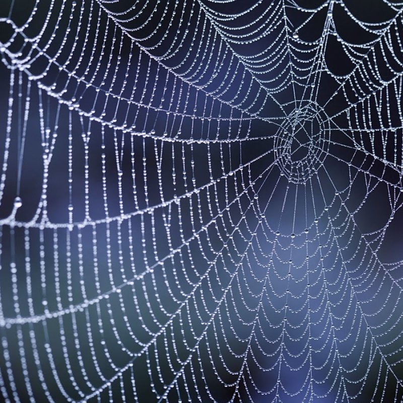 Паутина человека паука