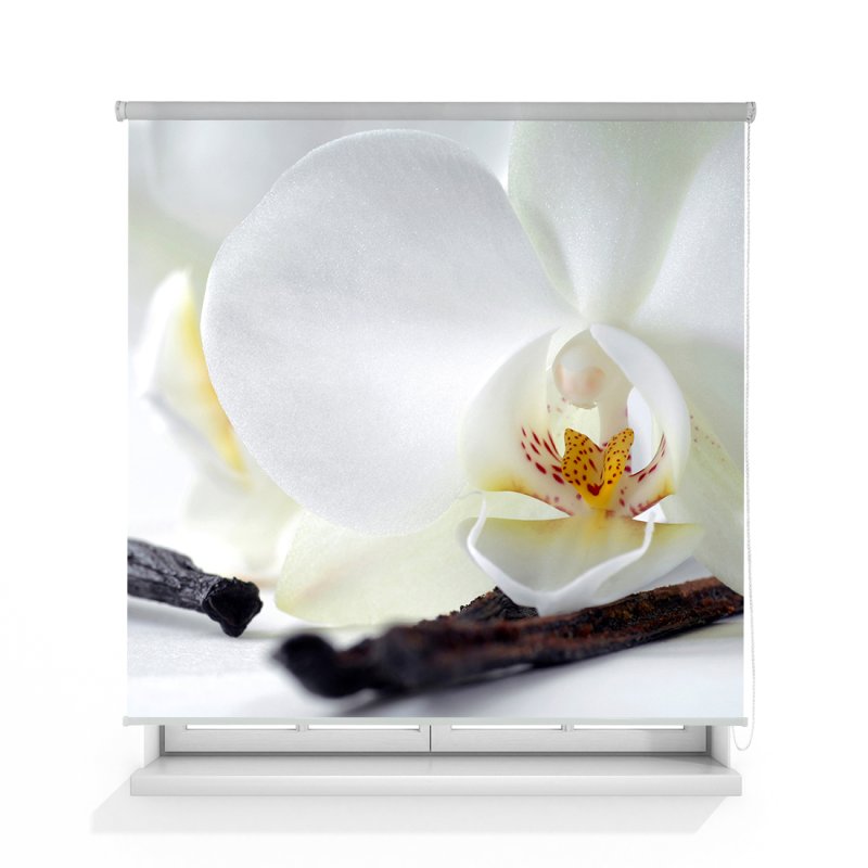 Фаленопсис ваниль