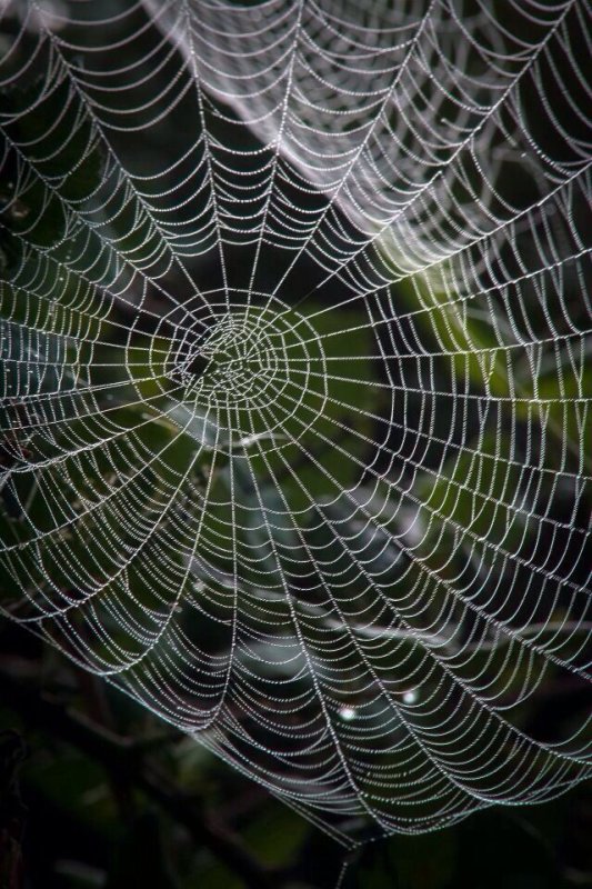 Цветная паутина