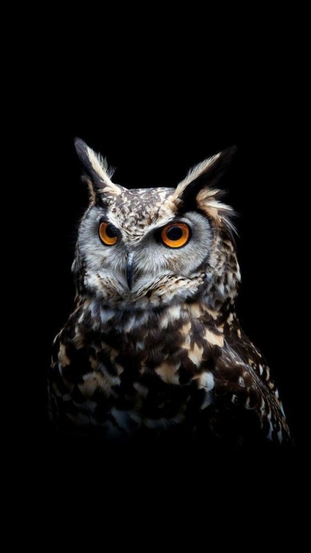 Филин на темном фоне