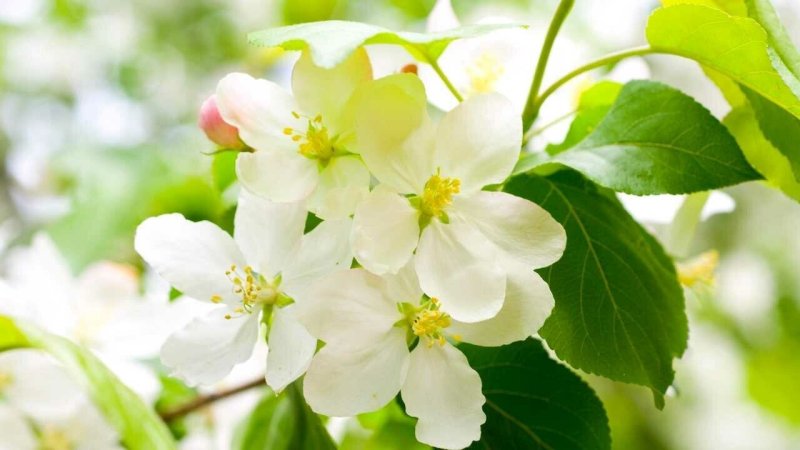 Яблоня спринг Брайд