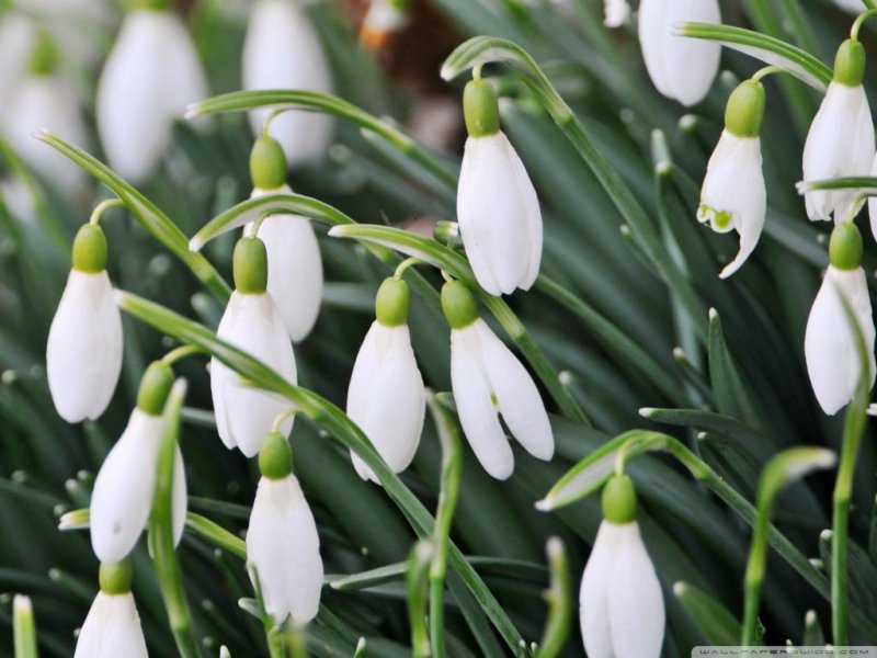 Ландыши и подснежники