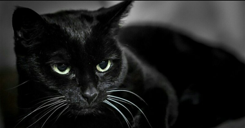 Черная гладкошерстная кошка