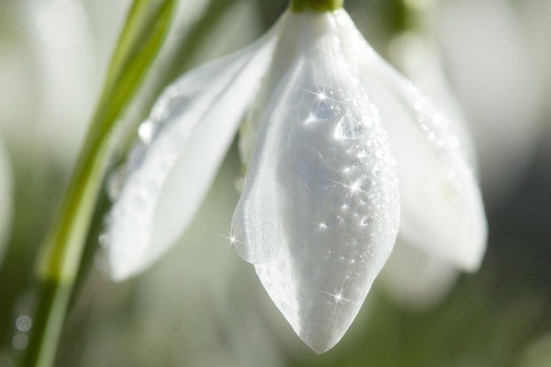 Подснежник Галантус голубой