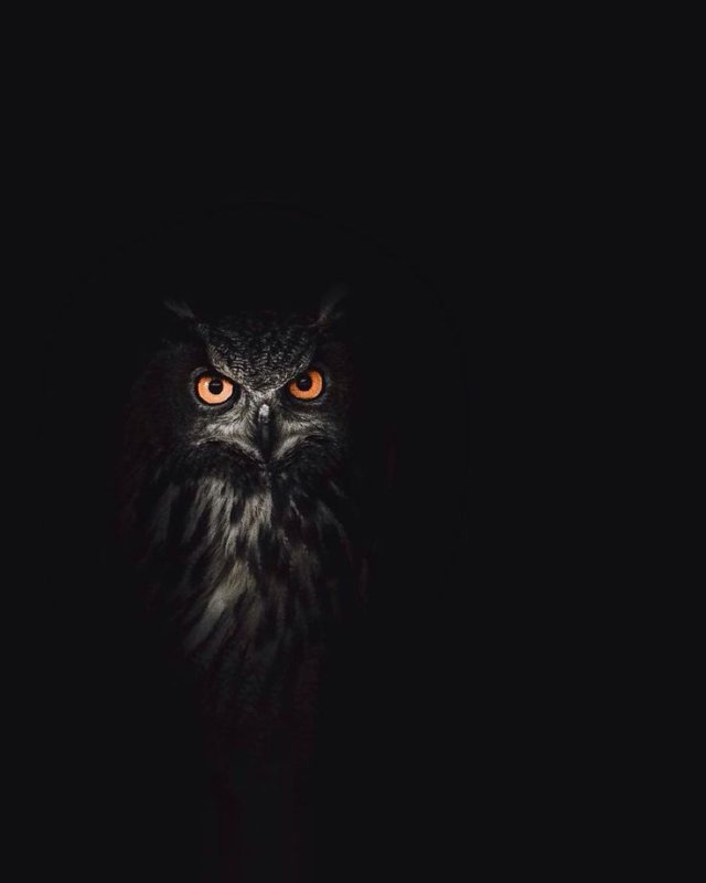 Сова на темном фоне