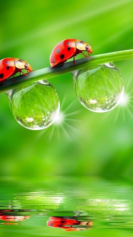 Макросъемка природа