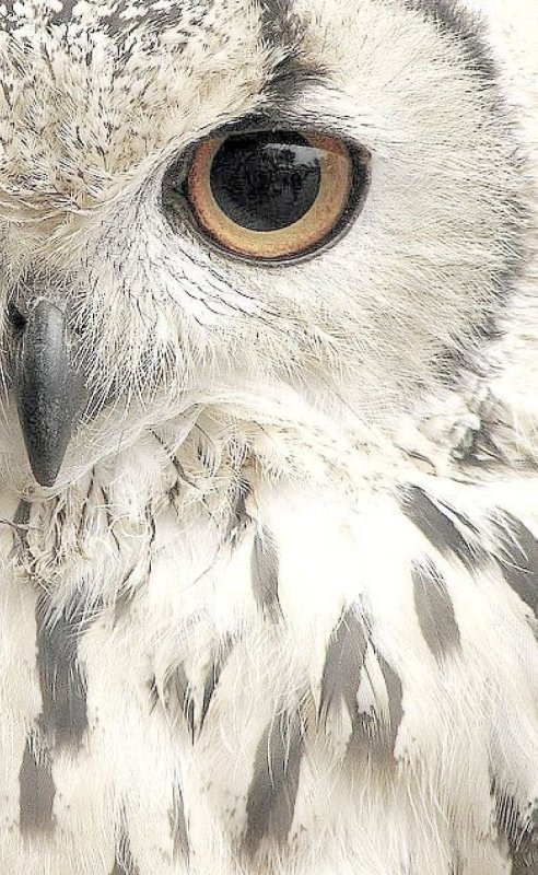 Сова картинка