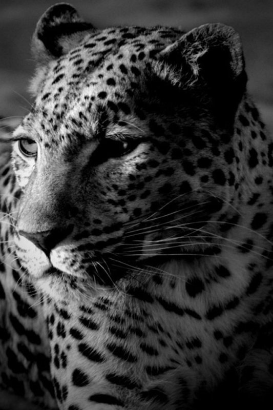 Гепард черно белый