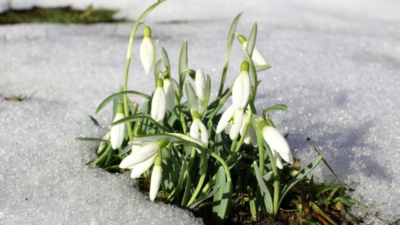 Белоцветник весенний и подснежники