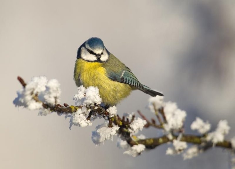 Синица лазоревка весной