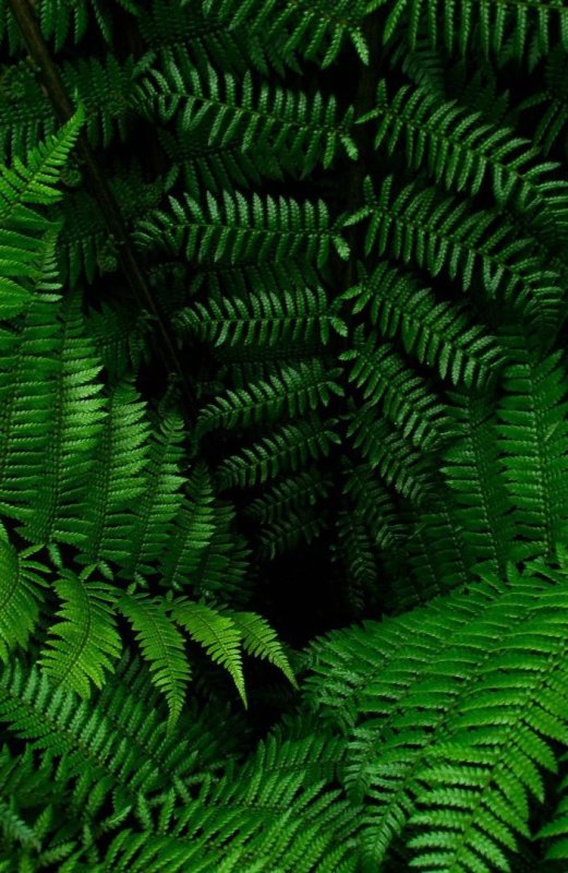 Зеленый папоротник