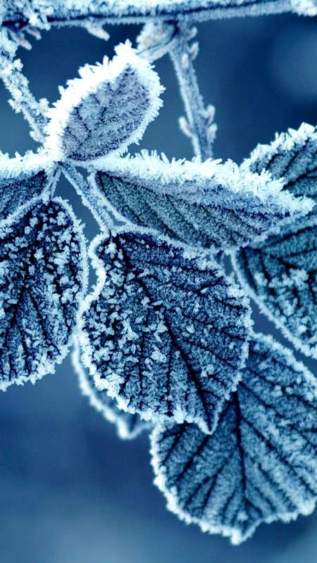 Зимние обои