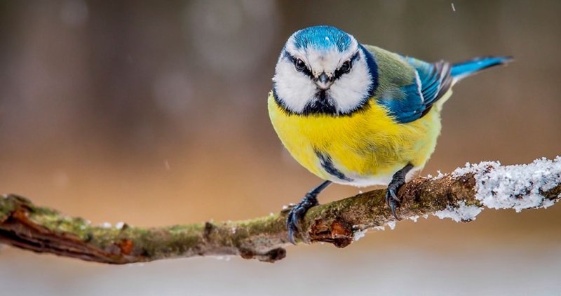 Синичка лазоревка