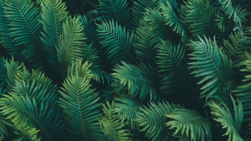 Атриум папоротник