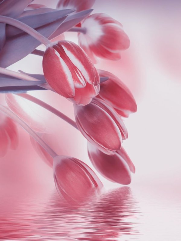 Красивый фон с тюльпанами