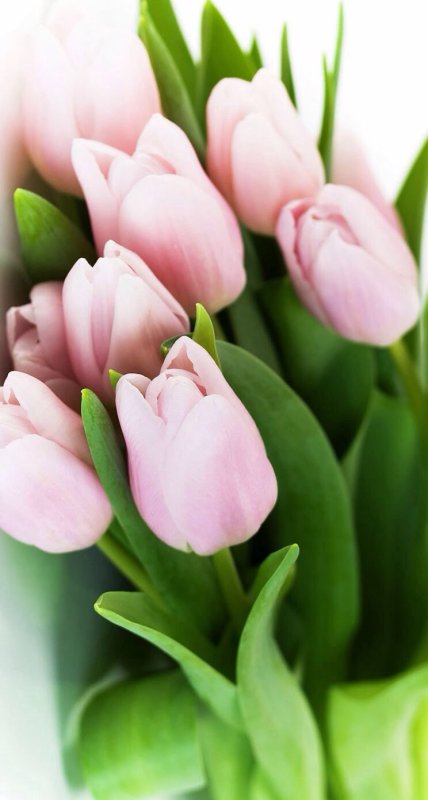 Розовые тюльпаны