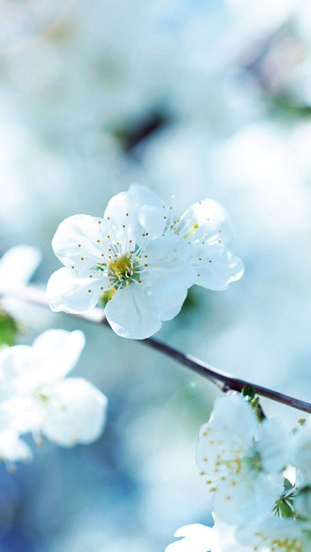 Красивая Весна