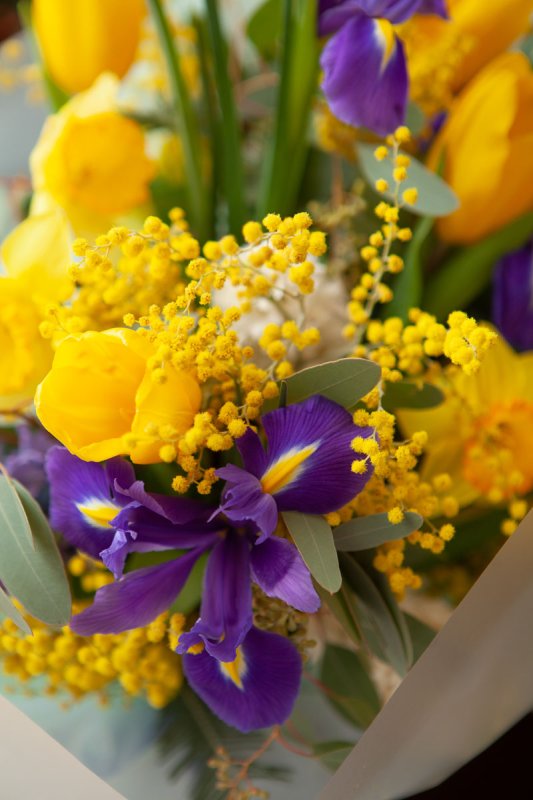 Ирисы тюльпаны Мимоза