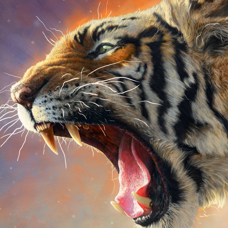 Тигр в гневе