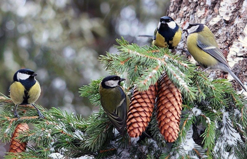 Птицы зимой