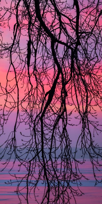 Красивые ветви