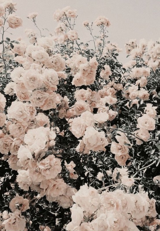 Цветочки Эстетика