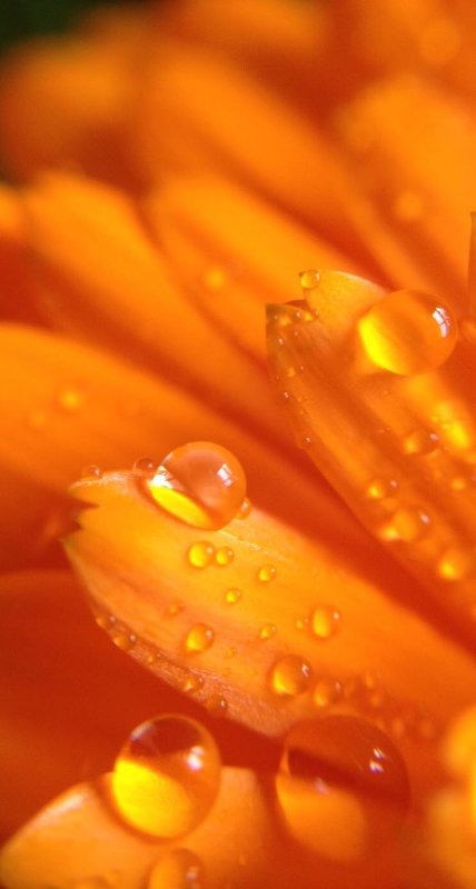 Оранжевый цвет