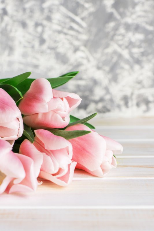 Нежные тюльпаны